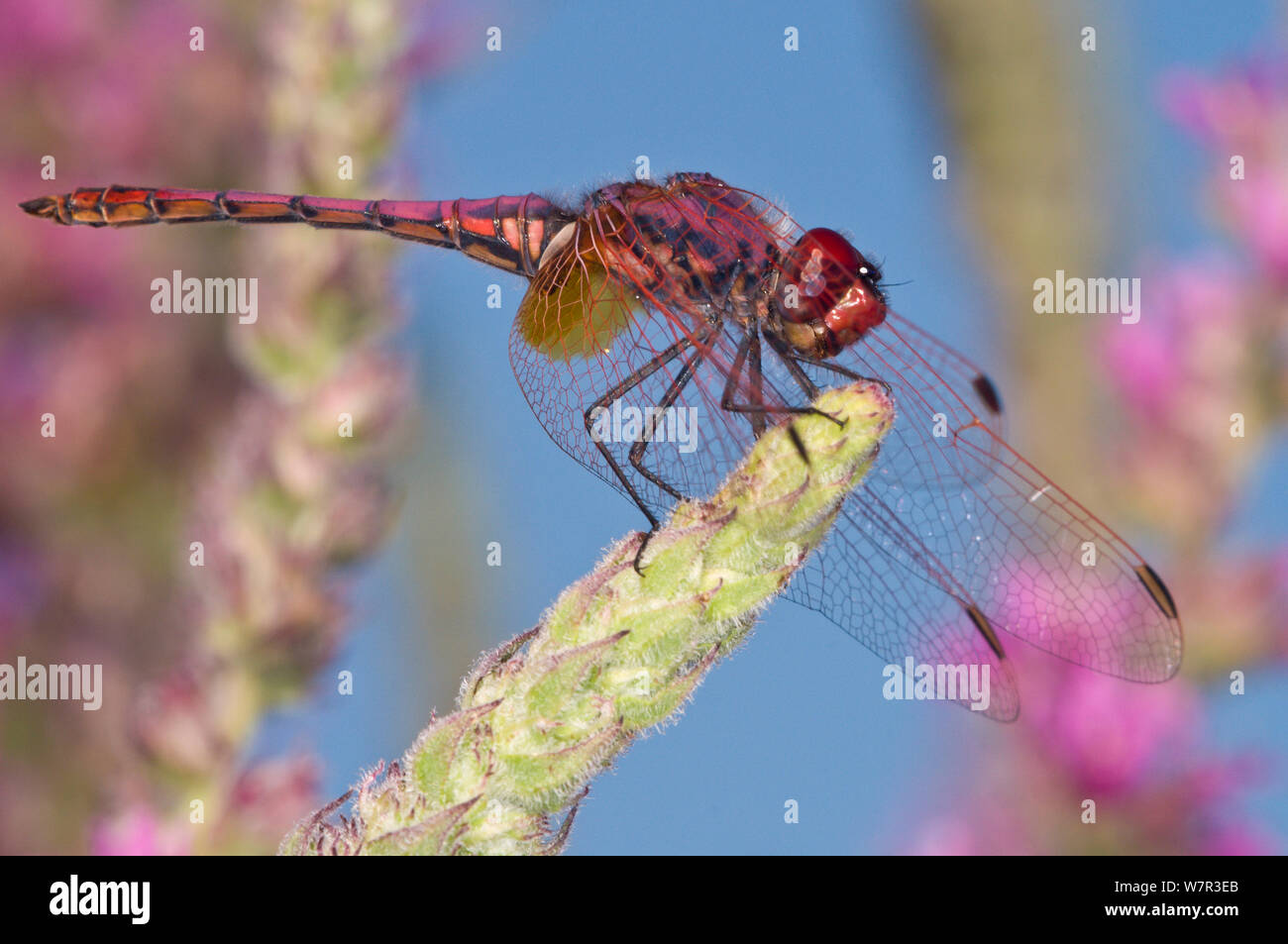 Ruddy darter dragonfly maschio (Sympetrum sanguineum) sul fiore spike, Lago di Mezzano, vicino a Latera, Lazio, Italia, Luglio Foto Stock