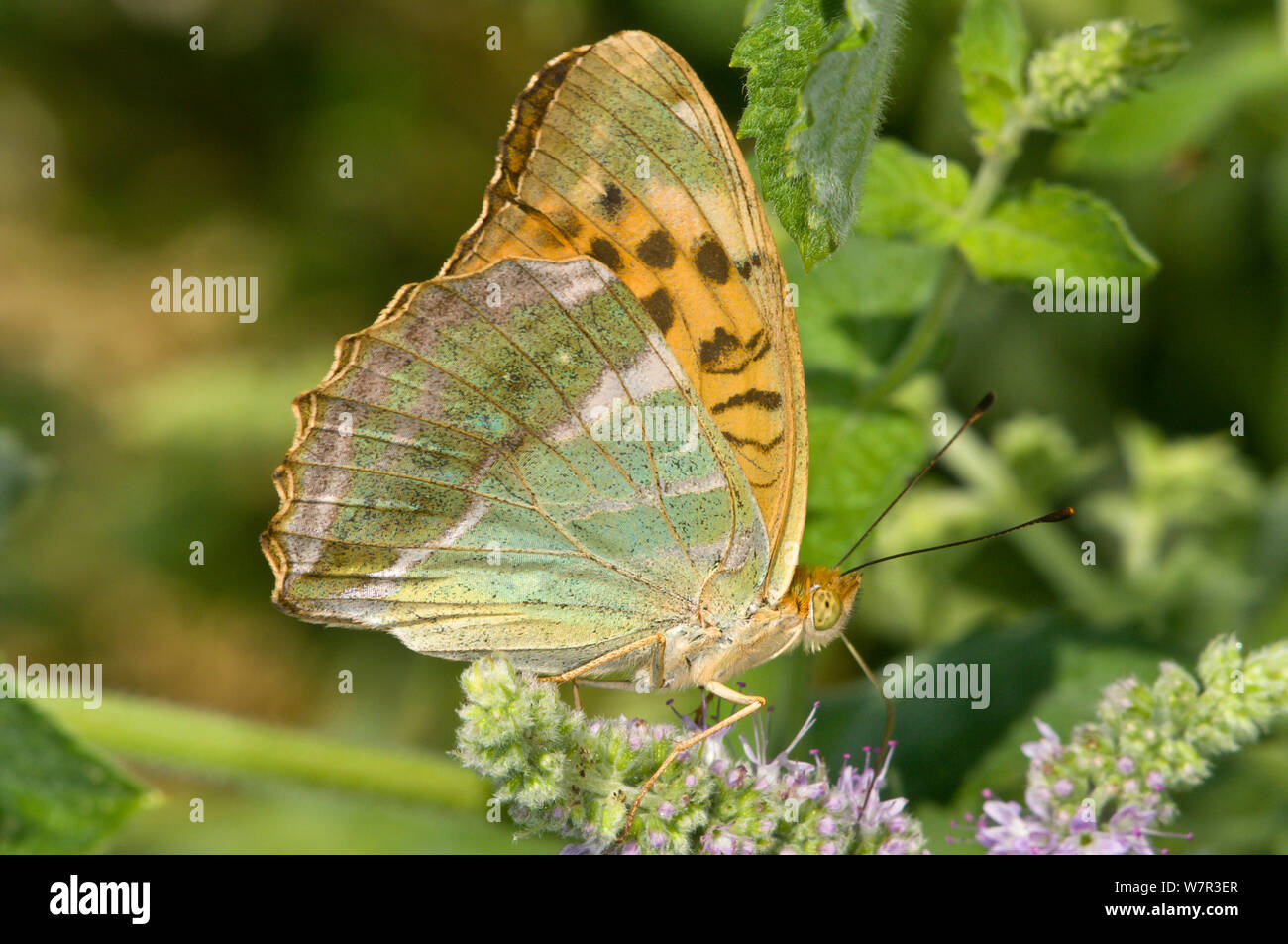 Fritillary Silver-Washed butterfly (Argynnis paphia) Montecucco, Umbria, Italia, Luglio Foto Stock