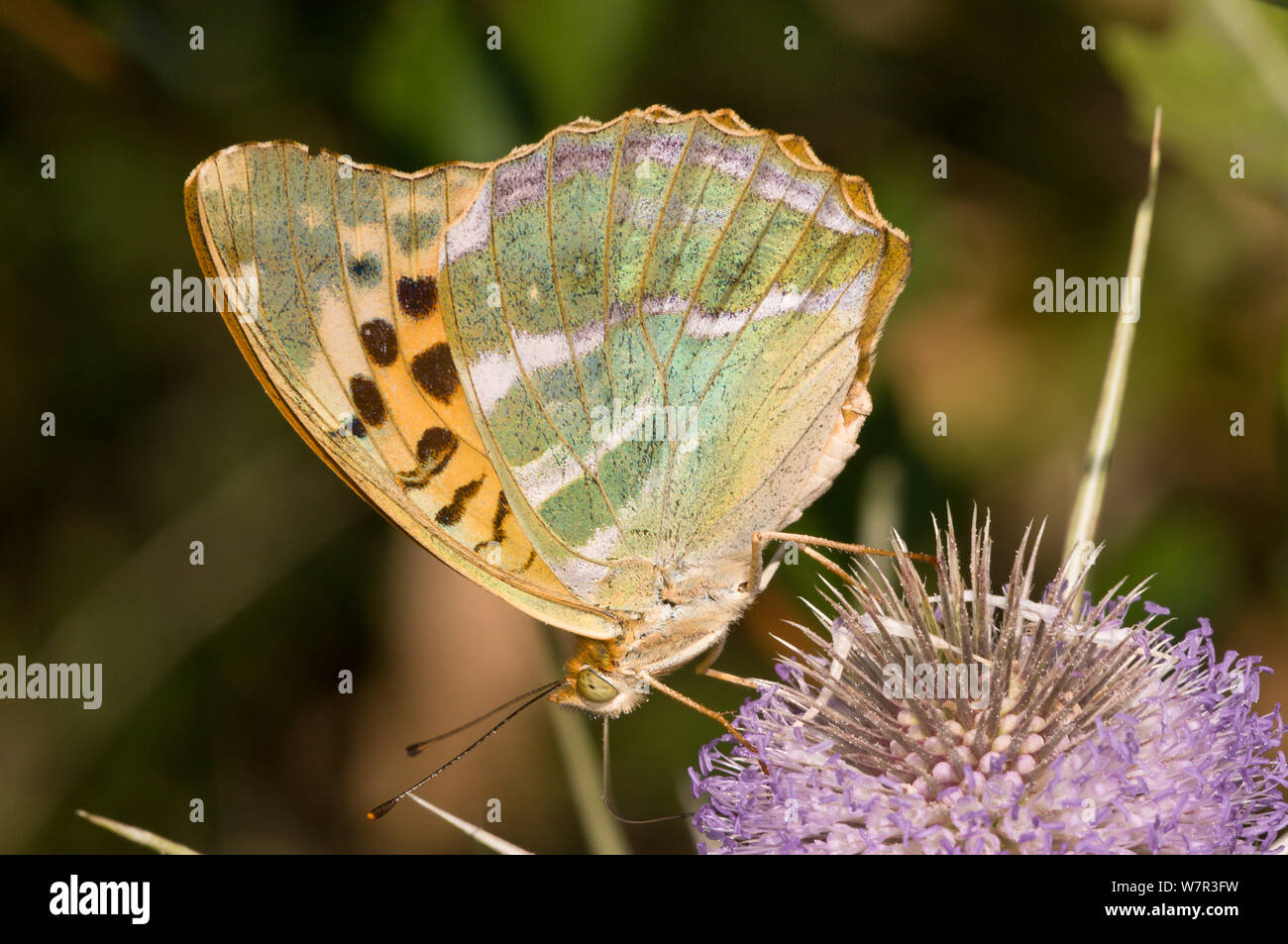 Fritillary Silver-Washed butterfly (Argynnis paphia) alimentazione, Montegiove vicino a Orvieto, Umbria, Italia, Luglio Foto Stock