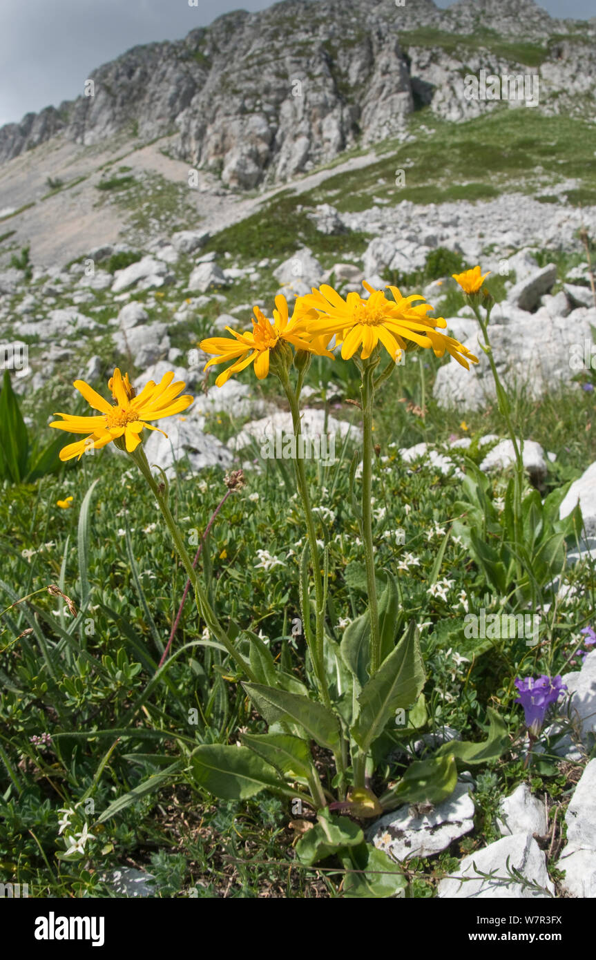 Il camoscio erba tossica (Doronicum columnae) in fiore, Monte Terminillo, Rieti, Lazio, Italia, Luglio Foto Stock