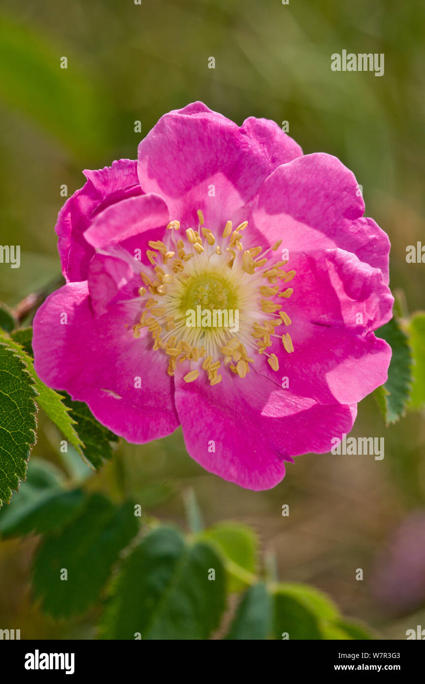 Alpine Rose (Rosa alpina) in fiore, Monte Terminillo, Rieti, Lazio, Italia, Luglio Foto Stock