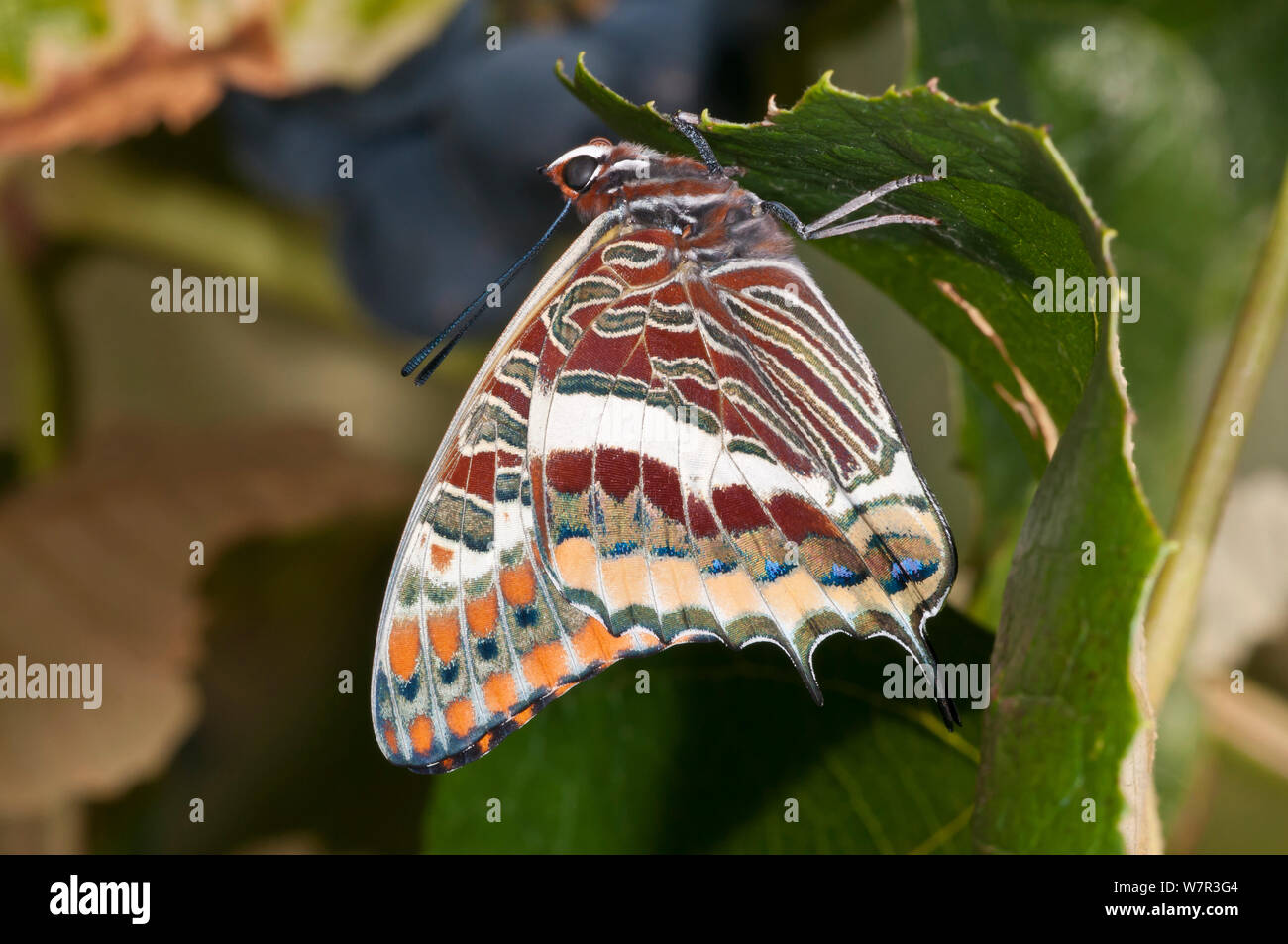 Due-tailed Pasha butterfly (Charaxs jasius) in appoggio sulla lamina, Podere Montecucco. Orvieto, Umbria, Italia, Agosto Foto Stock