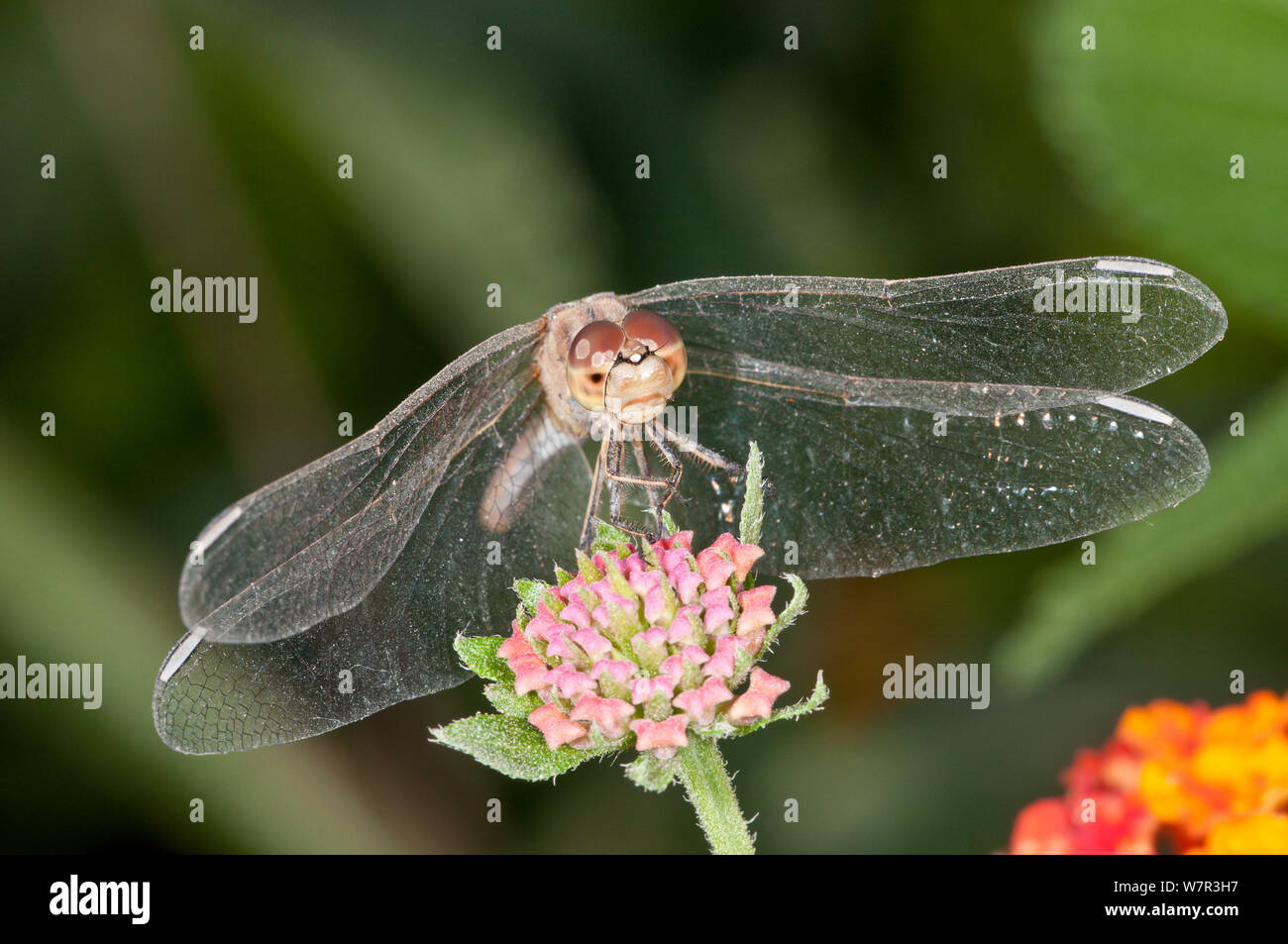 Ruddy darter dragonfly femmina (Sympetrum sanguineum) appoggiata sul fiore, il lago di Mezzano / Lago di Mezzano, Latera, Lazio, Italia, Agosto Foto Stock