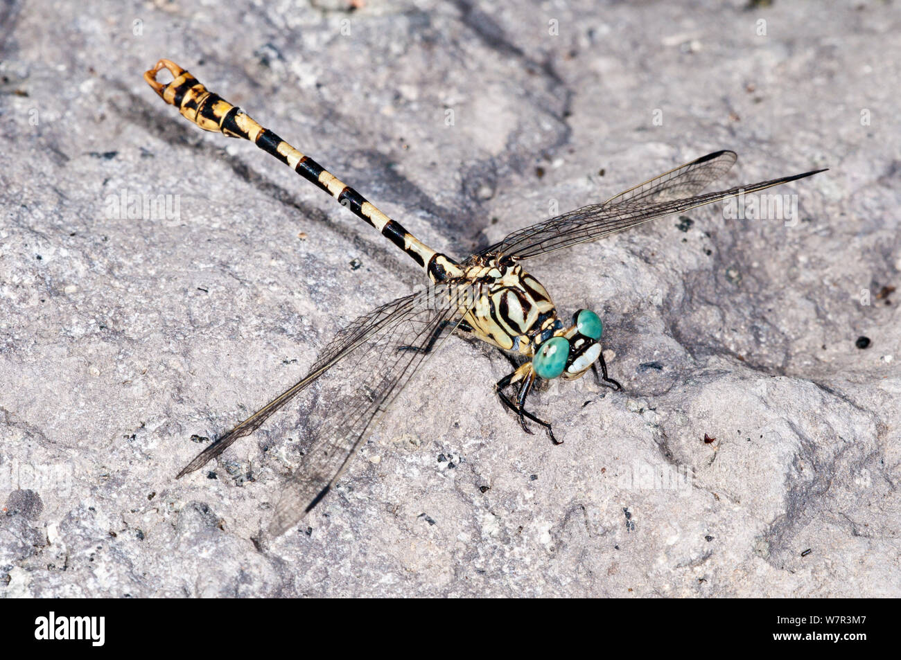 Green Eyed gancio tailed dragonfly (Onychogomphus forcipatus) nei pressi del Lago di Bolsena, Lazio, Italia, Settembre Foto Stock