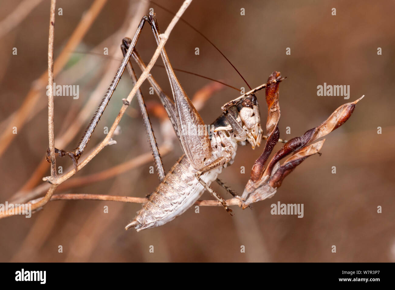 Di fronte bianco-bush cricket (Decticus albiforns) Sardegna, Italia, Settembre Foto Stock