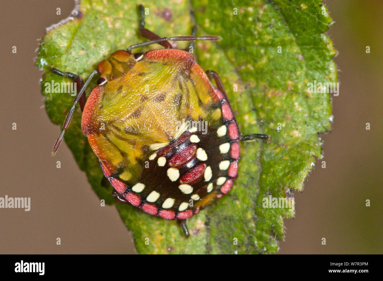 Bug di protezione (Nezara viridula) sulla foglia, Orvieto, Umbria, Italia, Settembre Foto Stock