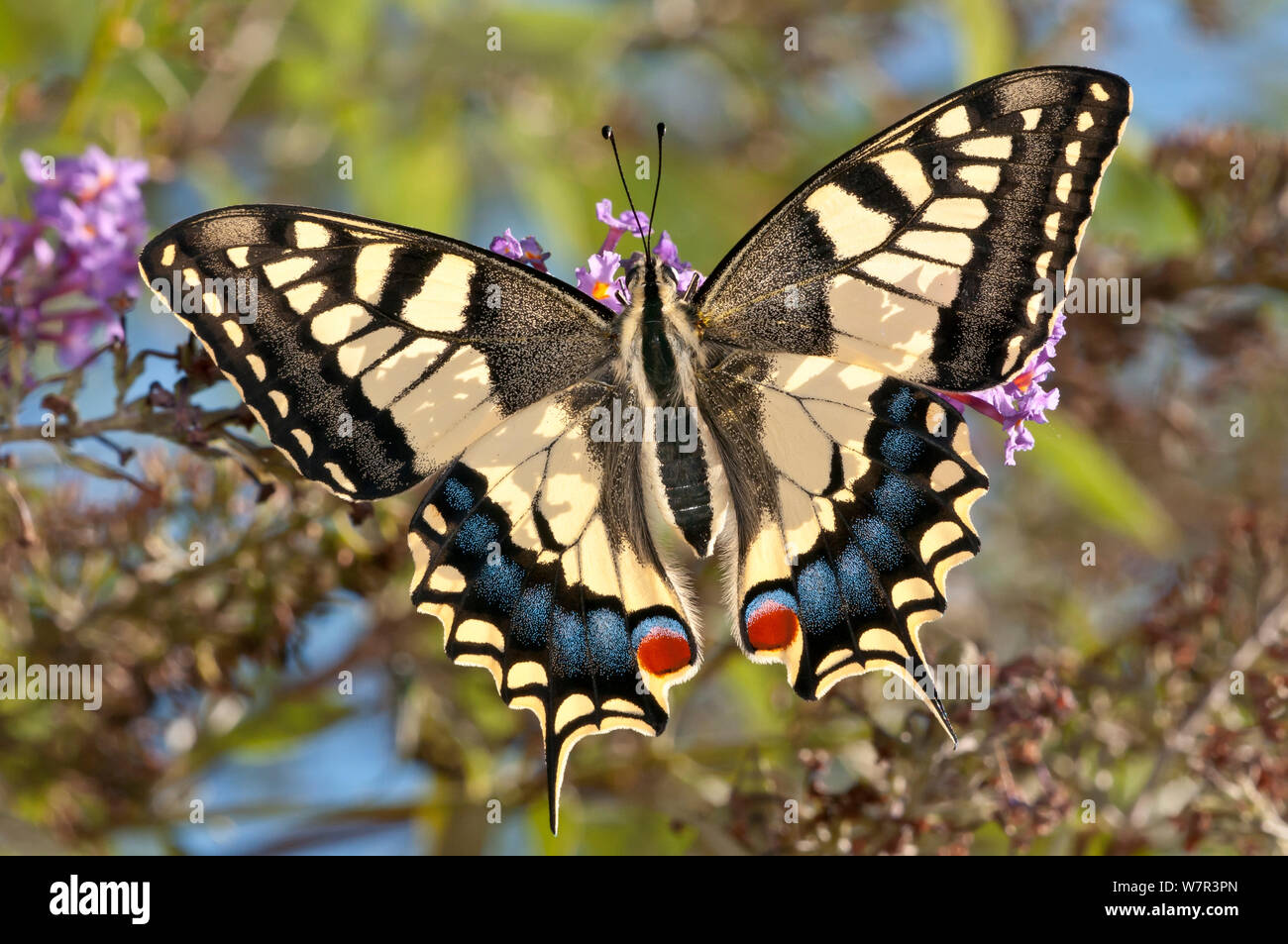 A coda di rondine comune butterfly (Papilio machaon) retroilluminato, Podere Montecucco, Orvieto, Umbria, Italia, Settembre Foto Stock