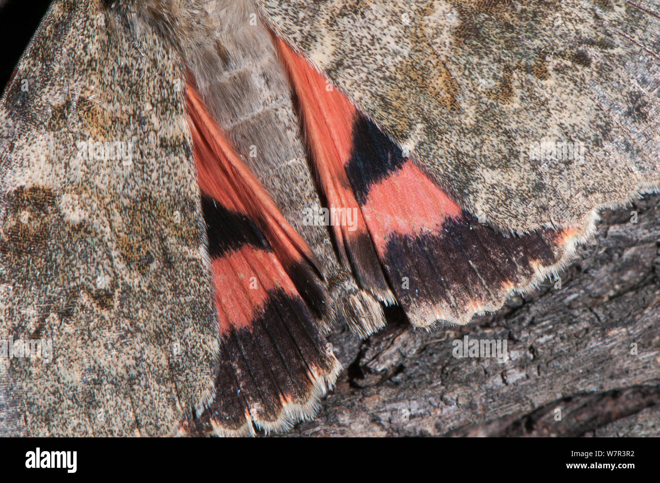 Red Underwing tarma (Catocala nupta) ala dettaglio che mostra una colorazione di avvertimento. Podere Montecucco, Orvieto, Umbria. L'Italia, Settembre Foto Stock