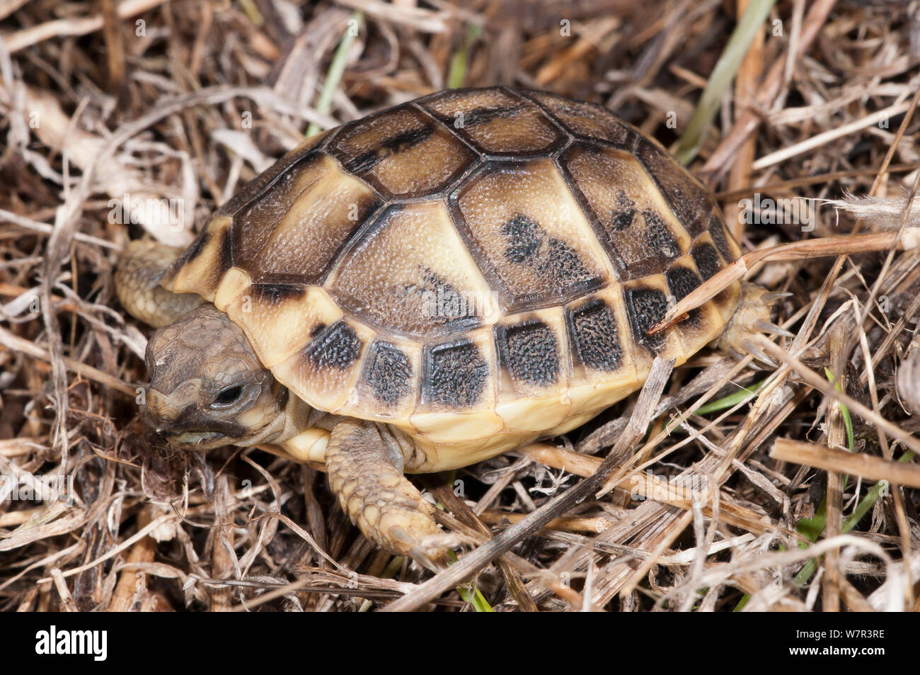 Baby Hermann's tartaruga (Testudo hermanni) macchia litoranea, Lazio, l'Italia, Febbraio Foto Stock
