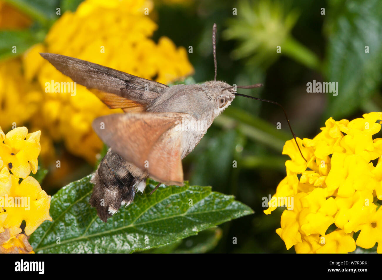 Hummingbird hawkmoth (Macroglossum stellaturum) in volo e l'alimentazione su Lantana in giardino ayt Podere Montecucco, nei pressi di Orvieto, Umbria, Italia, Ottobre Foto Stock