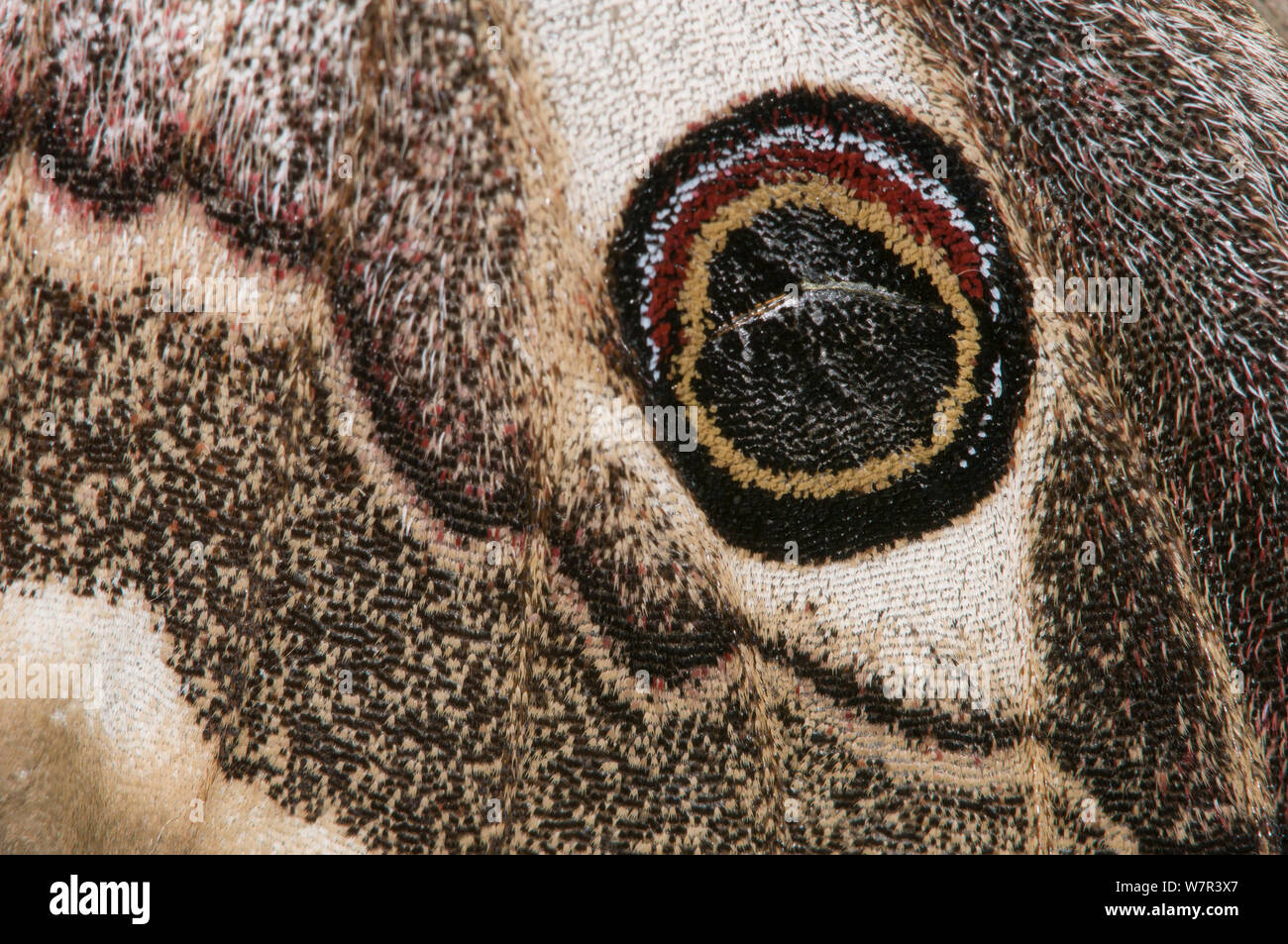 L'imperatore Tarma (Saturnia pavoniella) close-up di eye spot di ala, Orvieto, Umbria, Italia, Aprile Foto Stock