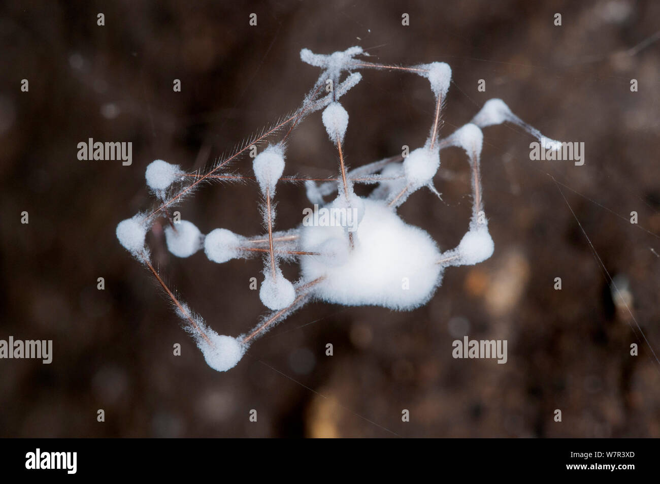 Daddy longlegs spider (Pholcus phalangoides) infettati con un agente patogeno fungino (eventualmente Gibellula pulchra) in una grotta vicino al Podere Montecucco, Orvieot, Umbria, Italia Foto Stock