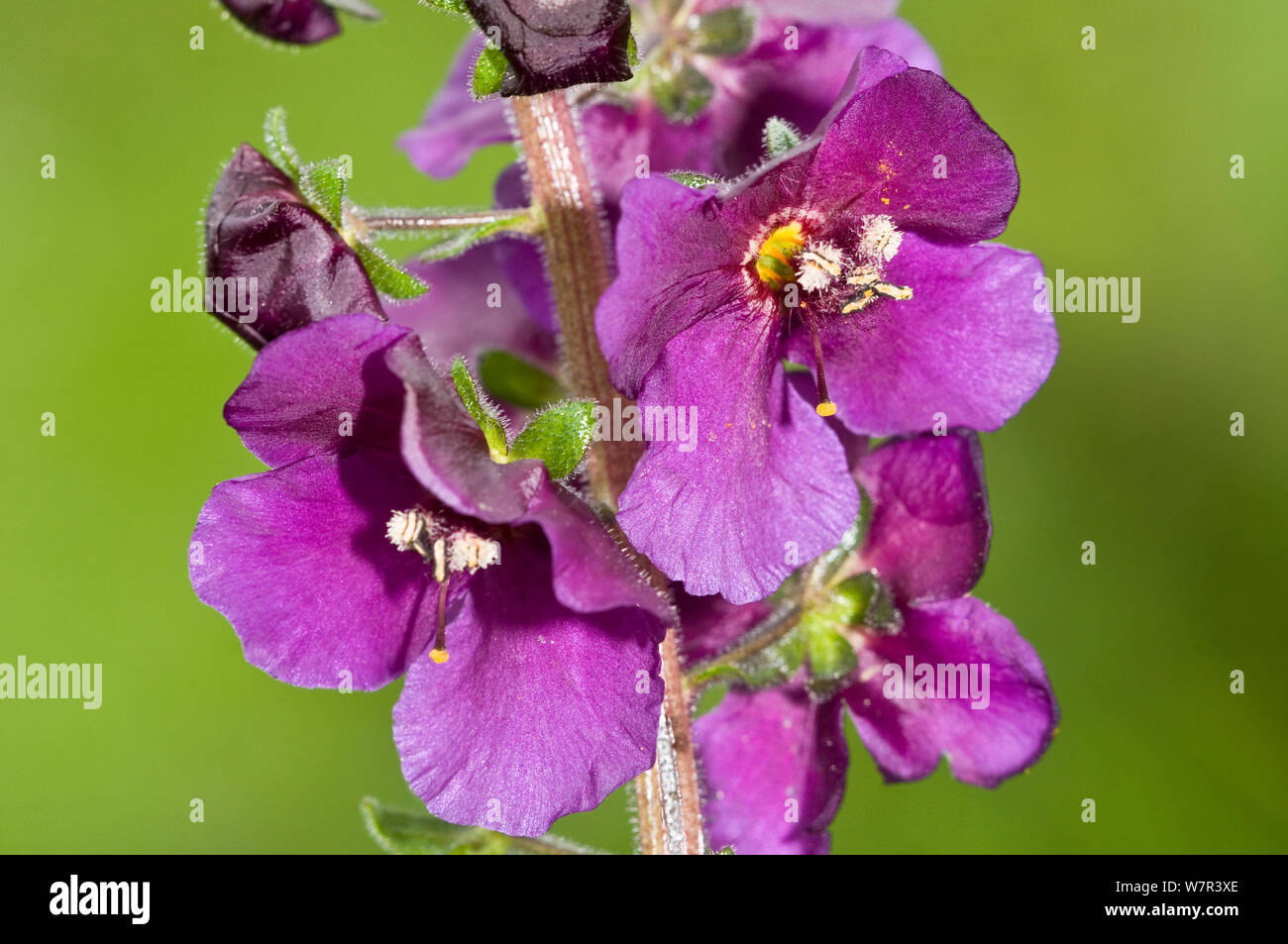 Viola (Mullein Molène phoeniceum) in fiore, Gargano in Puglia, Italia Foto Stock