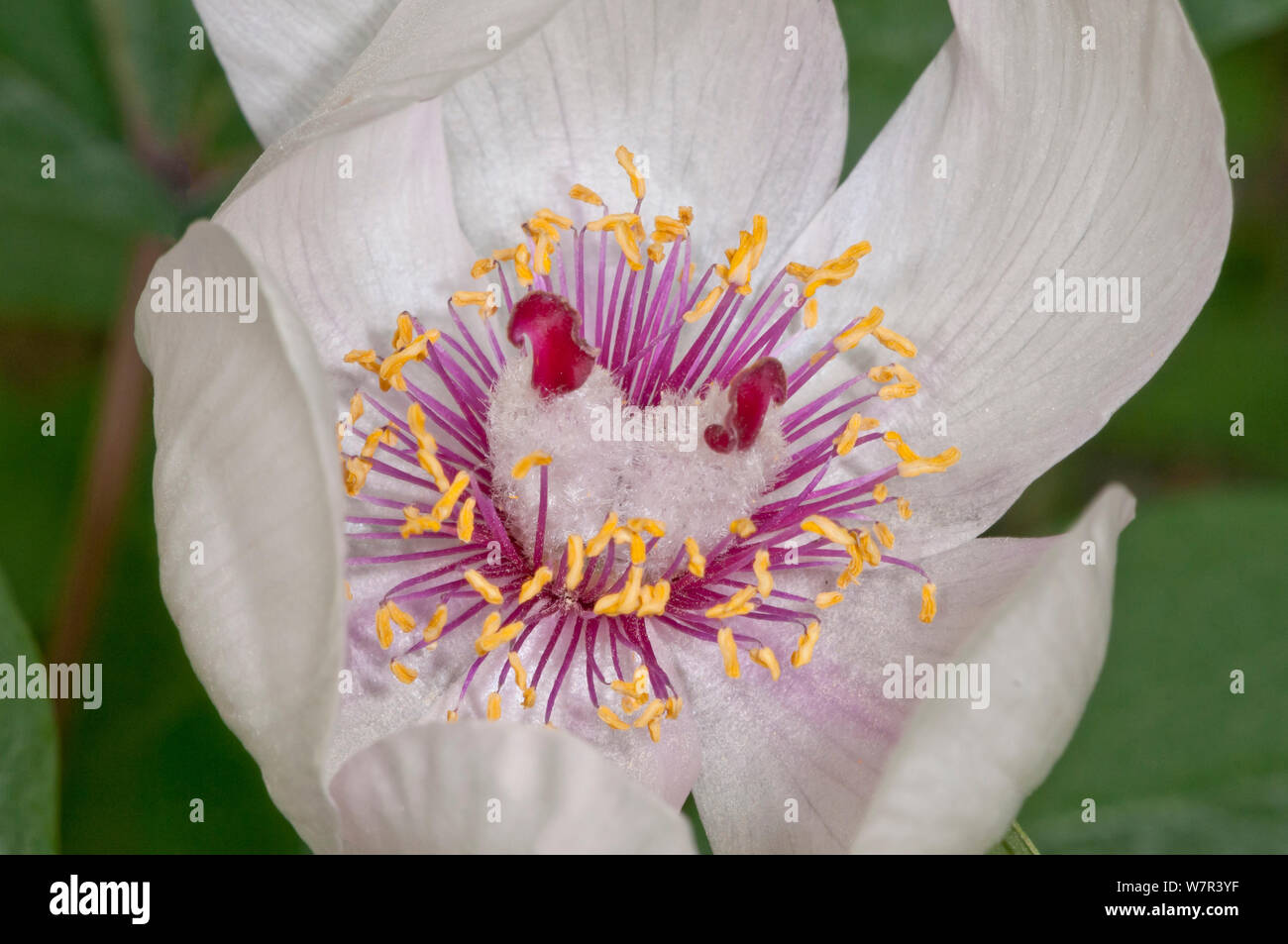 Peonia maschio (Paeonia mascula) close up di fiore, bianco varietà trovato nel nord-est della Sicilia, Bosco di Ficuzza, Palermo, sicilia, può Foto Stock
