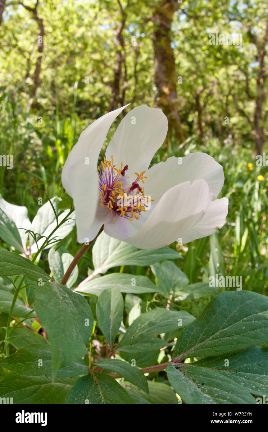 Peonia maschio (Paeonia mascula) in fiore, bianco varietà trovato nel nord-est della Sicilia, Bosco di Ficuzza, Palermo, sicilia, può Foto Stock