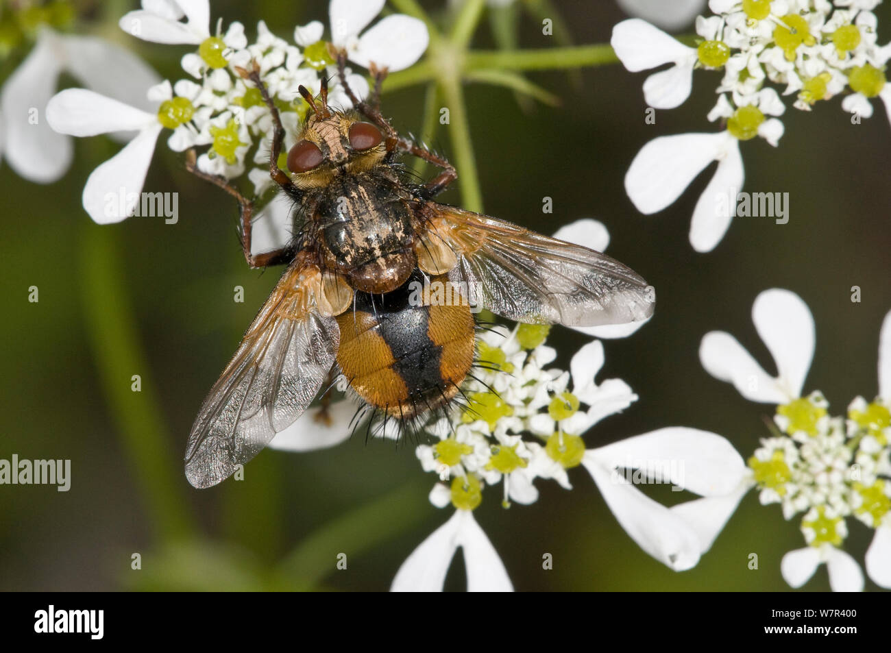 Comune parassita rufous fly (Tachina fera) sui fiori nel giardino, Orvieto, Italia, Maggio Foto Stock