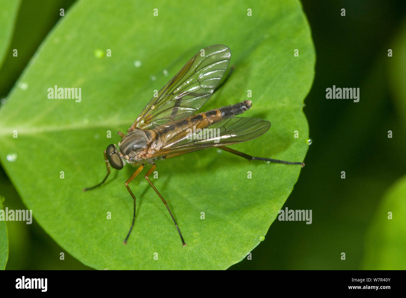 Snipe Fly (Rhagio scolopacea) sulla foglia, Orvieto, Umbria, Italia Foto Stock