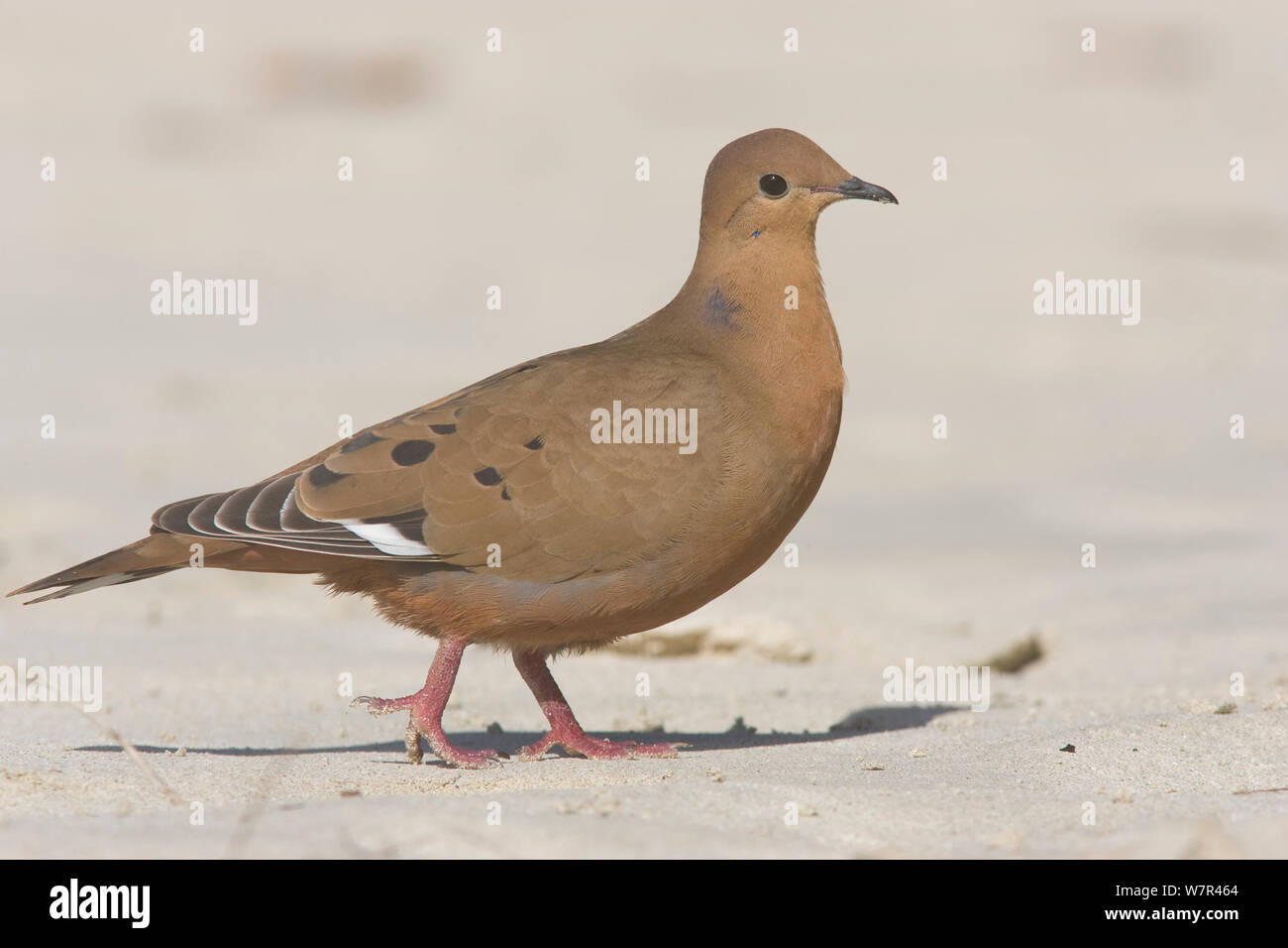 Zenaida Colomba (Zenaida aurita), San Giovanni, Isole Vergini USA, Caraibi Foto Stock