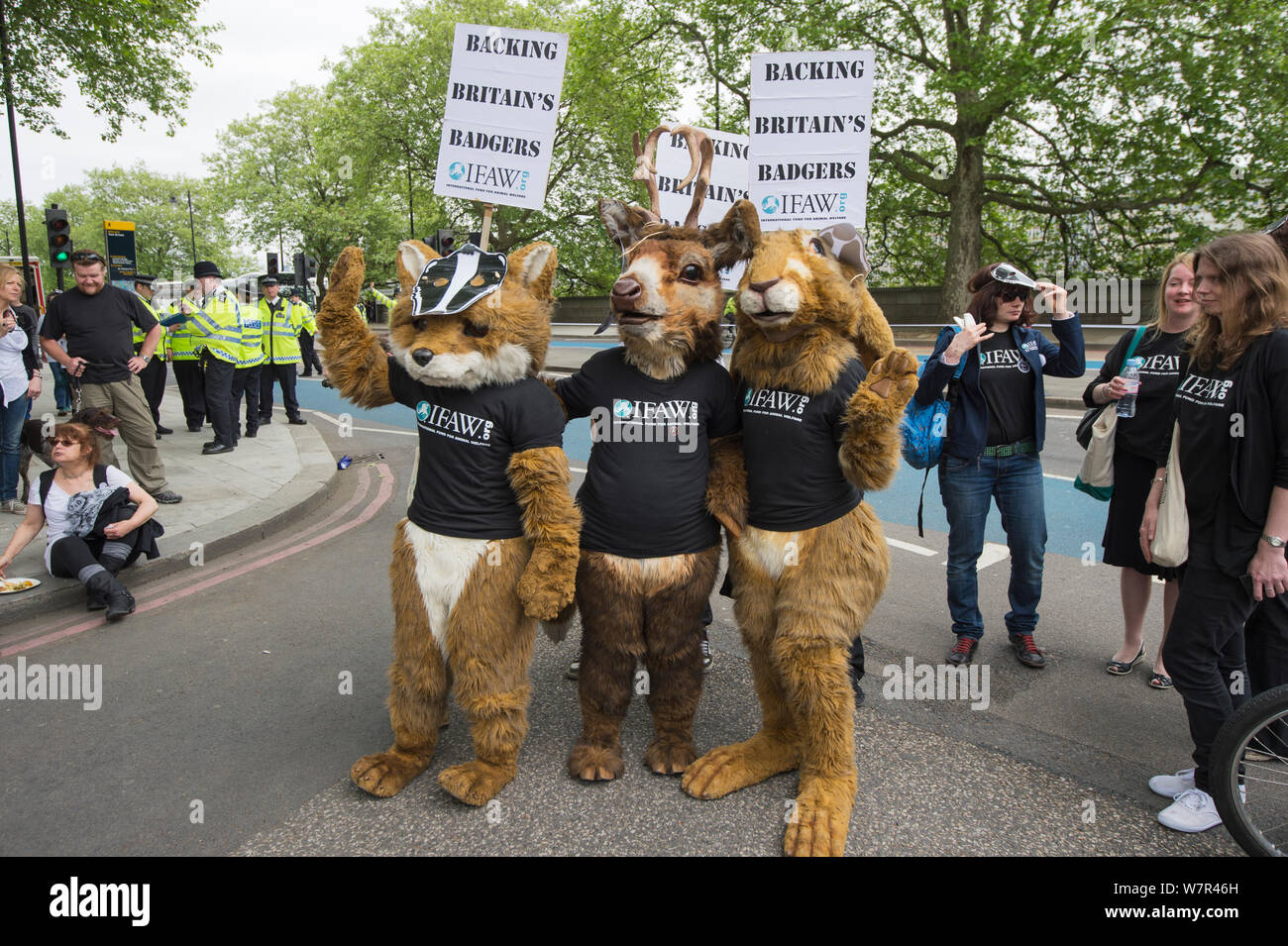 Persone vestite di fox, cervi e lepri costumi, con un tasso di maschere e Fondo internazionale per il benessere degli animali t-shirt, a anti badger cull marzo, Londra, 1 giugno 2013 Foto Stock