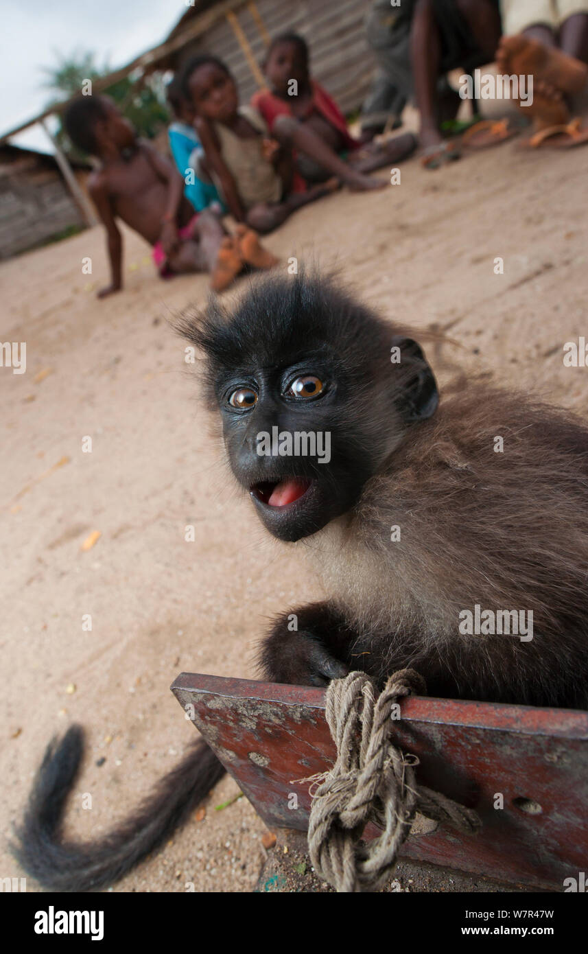 Grigio-cheeked Mangabey (Lophocebus albigena) i capretti ed i bambini del villaggio che guarda. Captive, tenuto come un animale da compagnia fino al grande abbastanza per essere mangiato. Bayanga Dzanga-Ndoki vicino Parco Nazionale, Repubblica Centrafricana. Foto Stock