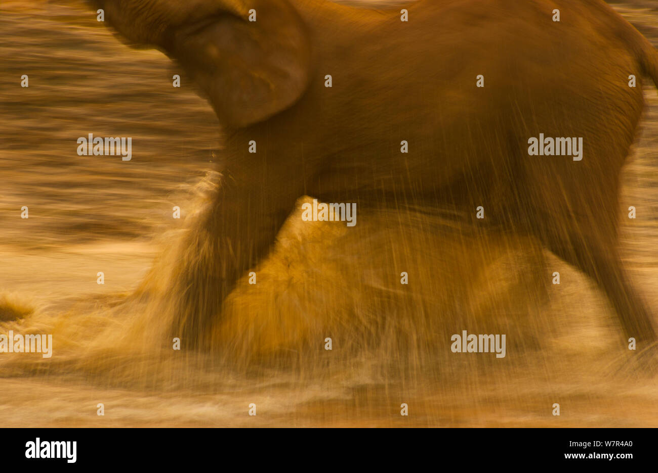 Foresta Africana Elefante africano (Loxodonta africana cyclotis) maschio adulto schizzi attraverso l'acqua. Dzanga-Ndoki National Park, Repubblica Centrafricana. Foto Stock