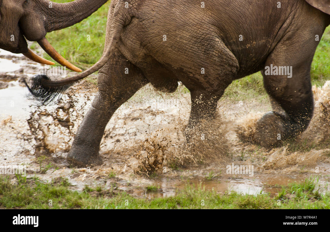 Foresta Africana Elefante africano (Loxodonta africana cyclotis) maschio adulto schizzi attraverso l'acqua. Gli elefanti visita la radura della foresta per ottenere minerali pregiati situato in corrispondenza di determinati punti entro la cancellazione di punti d'acqua. Dzanga-Ndoki National Park, Repubblica Centrafricana. Foto Stock