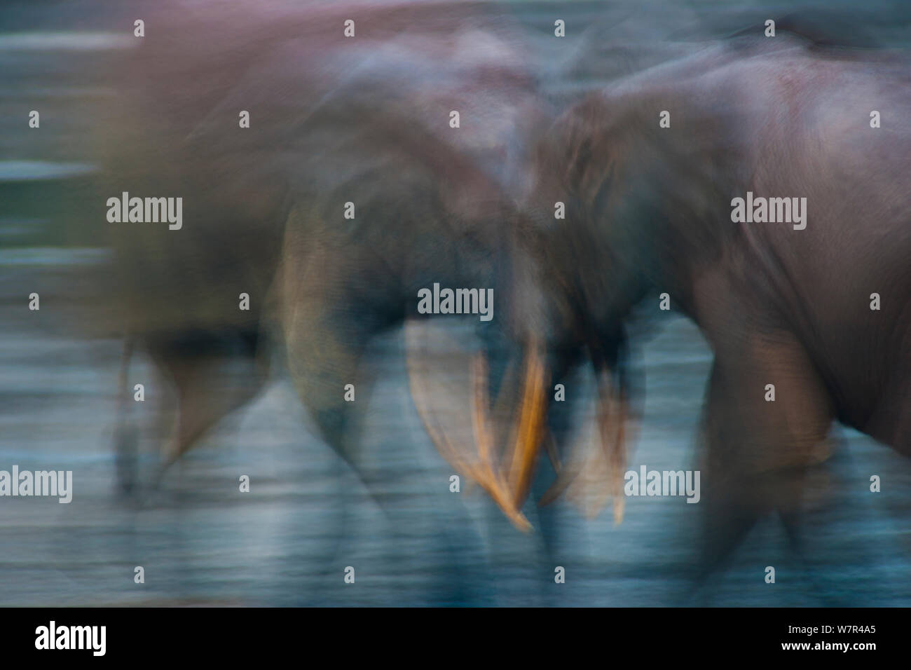 Foresta Africana Elefante africano (Loxodonta africana cyclotis) maschi sparring, competere per l'acqua minerale e foro nella radura. Dzanga-Ndoki National Park, Repubblica Centrafricana. Foto Stock