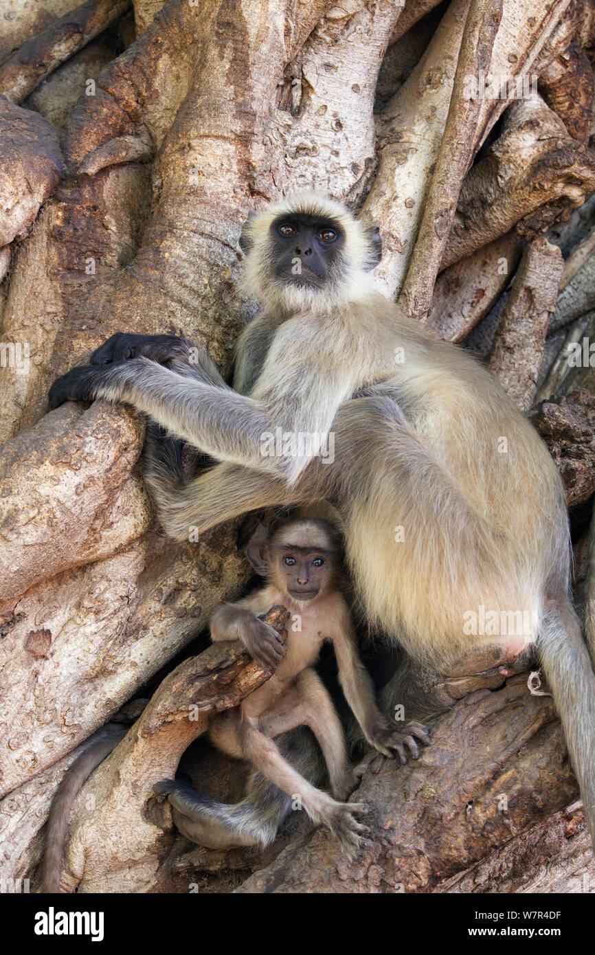 Hanuman / delle Pianure Settentrionali Langur grigio (Semnopithecus entellus) femmina e giovane in appoggio nelle radici di un Banyan Tree, il Parco nazionale di Ranthambore, Rajasthan, India, Giugno Foto Stock