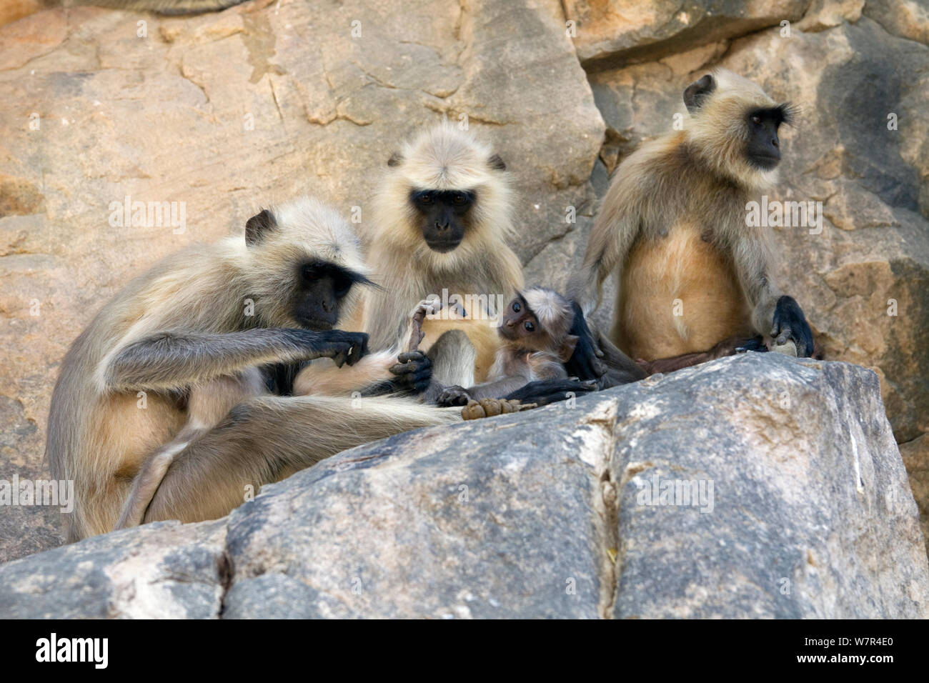 Hanuman / delle Pianure Settentrionali Langur grigio (Semnopithecus entellus) famiglia toelettatura su una roccia, il Parco nazionale di Ranthambore, Rajasthan, India. Giugno Foto Stock