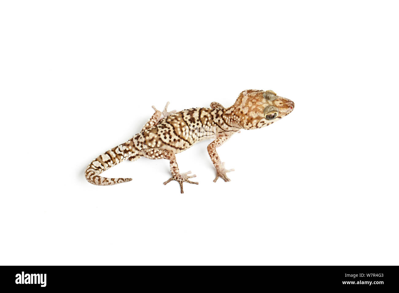 Big-headed Gecko (Paroedura picta). Madagascar Foto Stock
