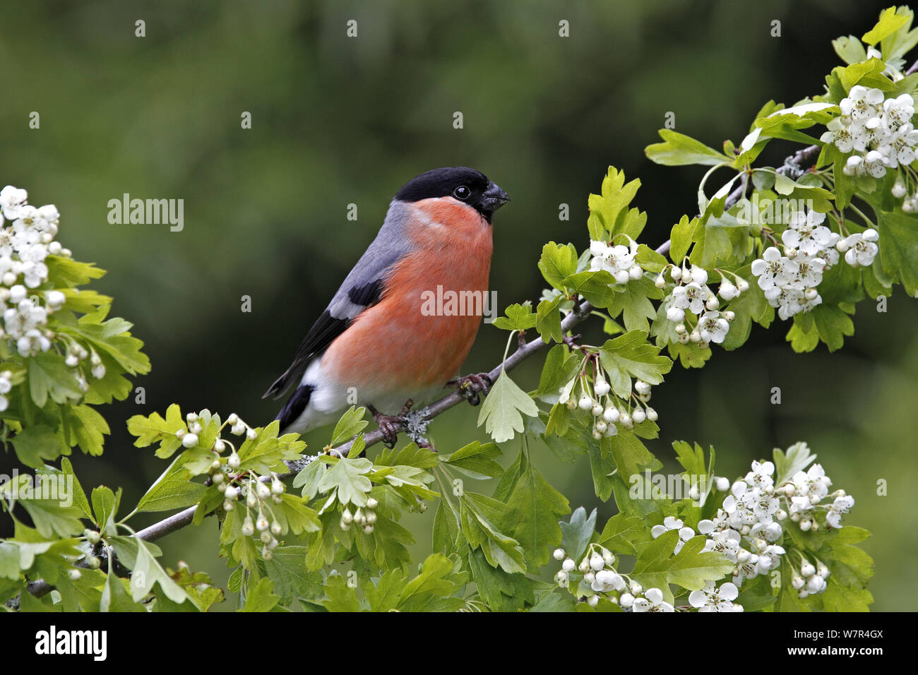 Bullfinch (Pyrrhula pyrrhula) maschio appollaiato in fioritura biancospino hedge su terreno coltivato nella primavera del Cheshire, Regno Unito, maggio Foto Stock