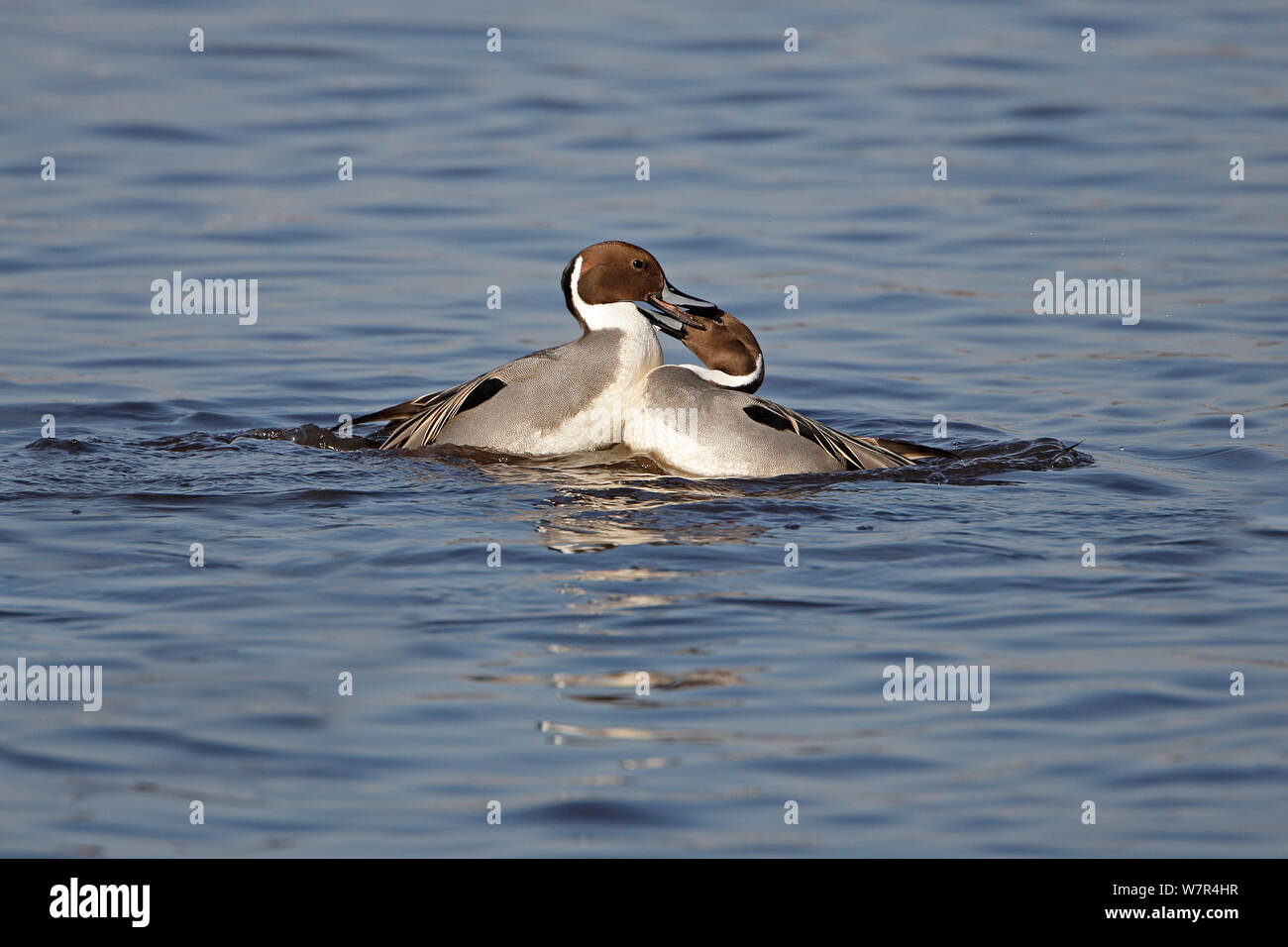 Pintail (Anas acuta) due maschi combattimenti, lago di Lancashire, Regno Unito, Febbraio Foto Stock