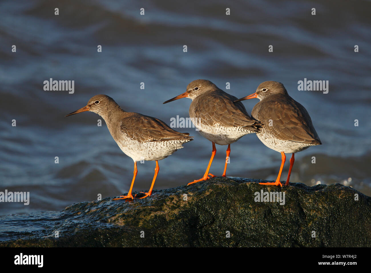 Redshanks (Tringa totanus) appollaiato sulla roccia durante l'alta marea Wirral Costa, UK, Gennaio Foto Stock