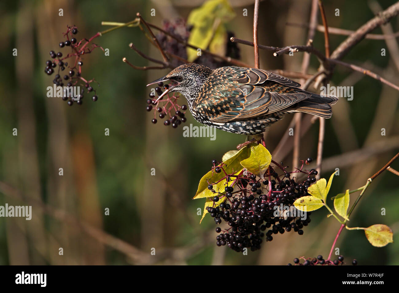 Starling (Sturnus vulgaris) arroccato nella siepe, circa a mangiare bacche di sambuco, Cheshire, Regno Unito, novembre Foto Stock