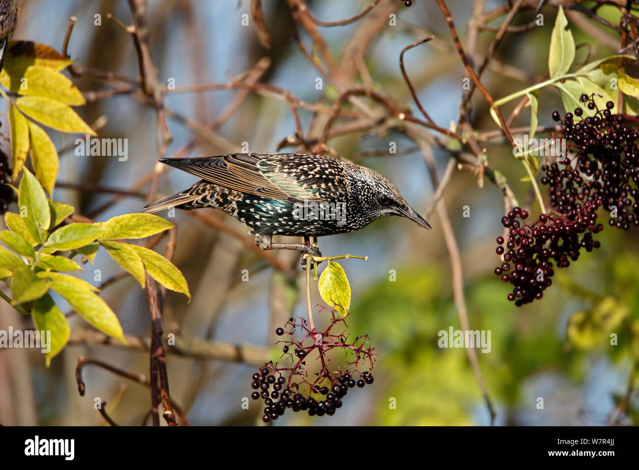 Starling (Sturnus vulgaris) arroccato in hedge a mangiare bacche di sambuco, Cheshire, Regno Unito, novembre Foto Stock