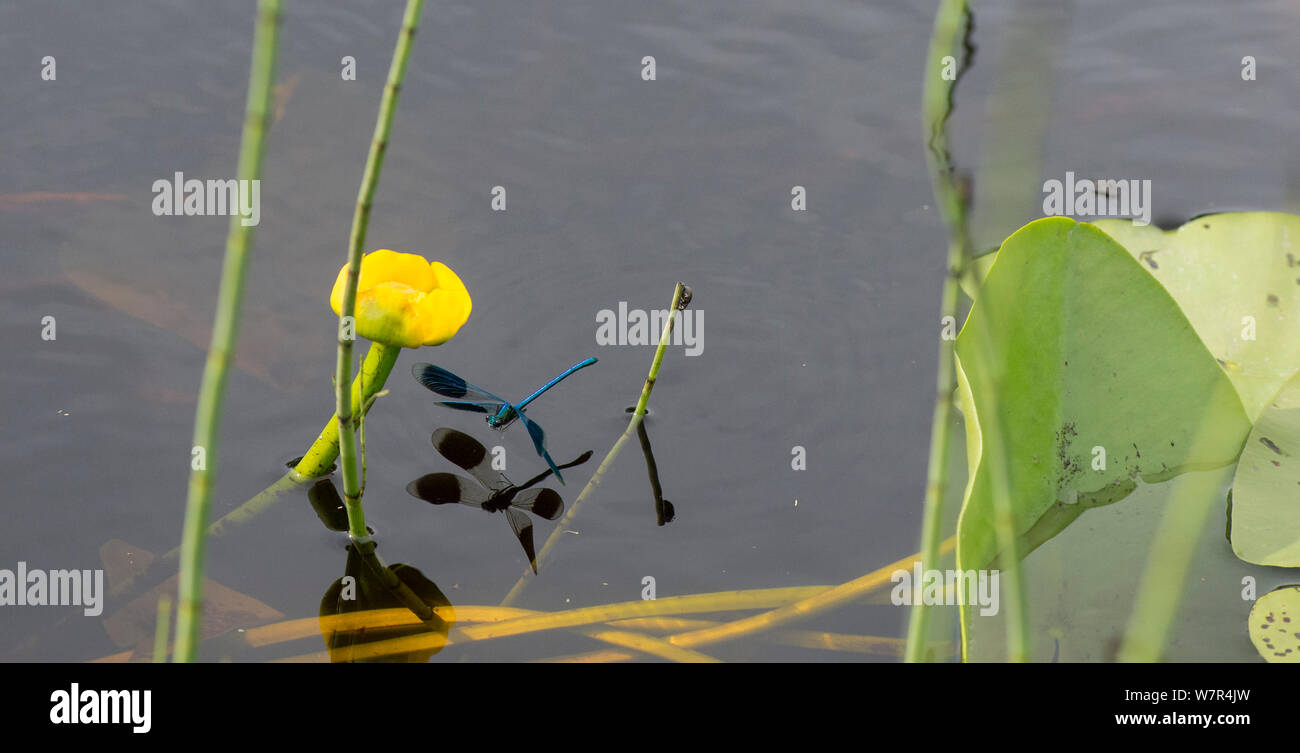 Nastrare Demoiselle (Calopteryx splendens) maschio su acqua vicino acqua gialla lily, Finlandia, Luglio Foto Stock