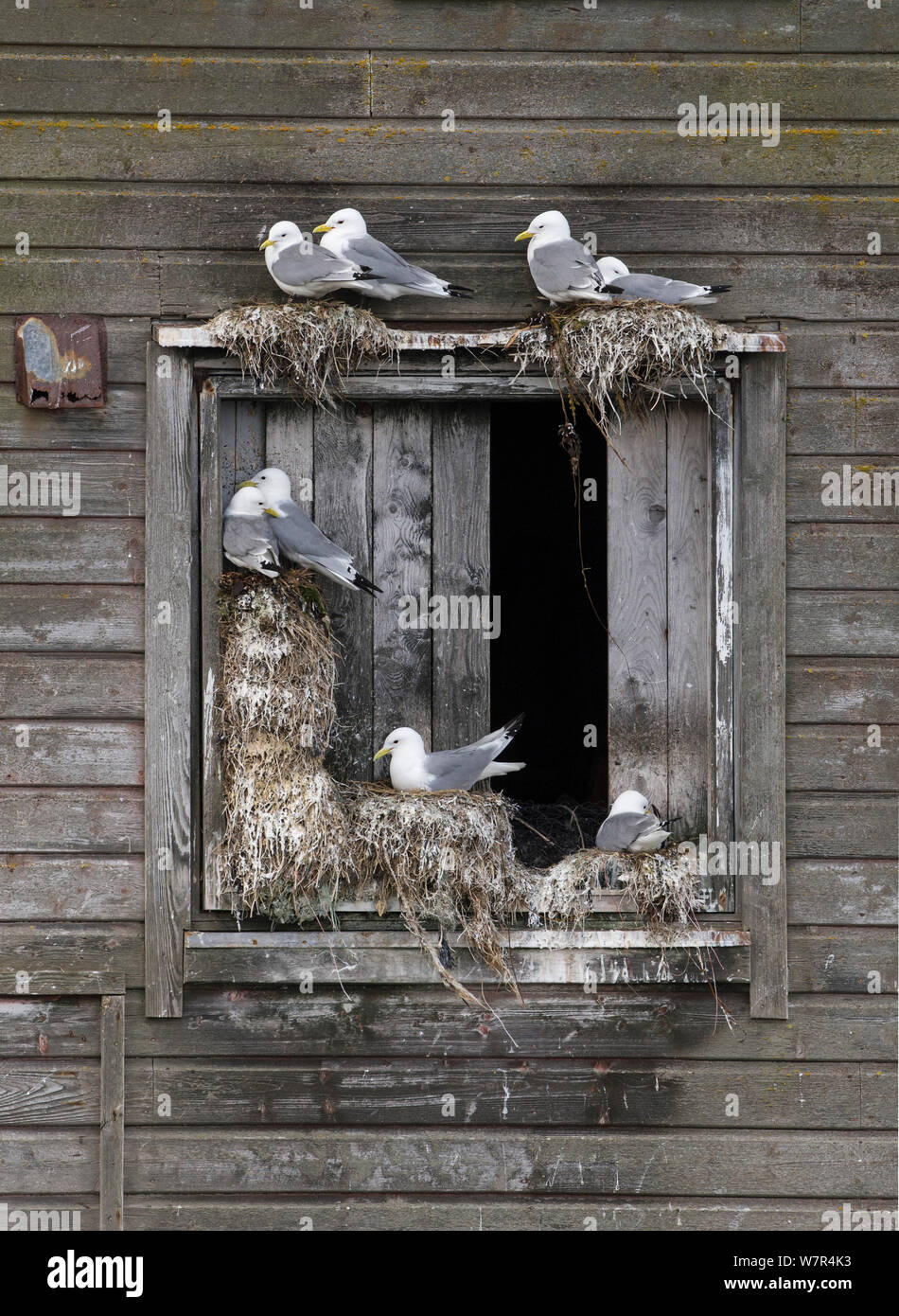 Nero-zampe (Kittiwake Rissa tridactyla) nesting su una vecchia casa in legno sul telaio di una finestra, Norvegia, Giugno Foto Stock