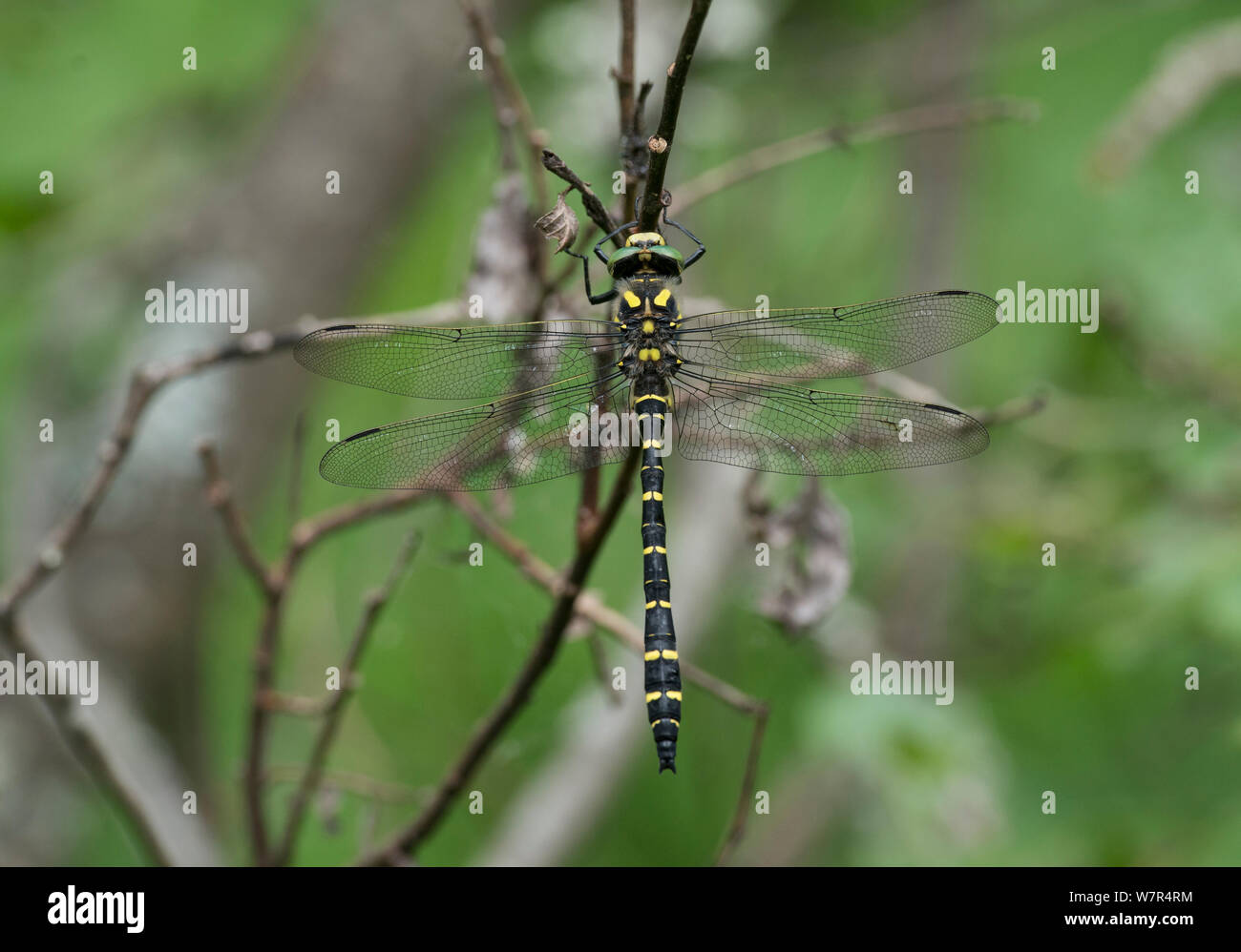 Golden-inanellati Dragonfly (Cordulegaster boltonii) maschio, Finlandia, Luglio Foto Stock
