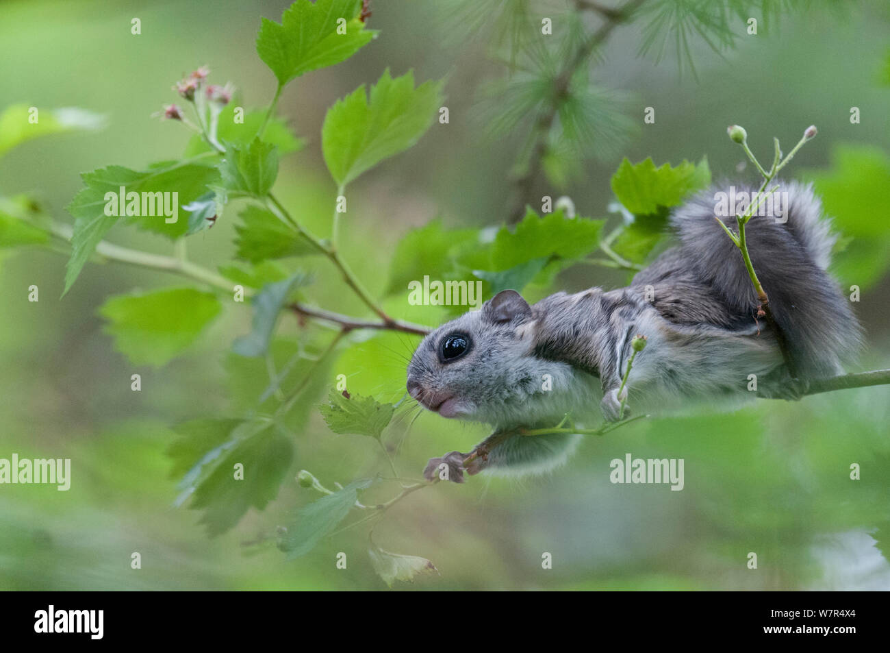 Siberian scoiattolo battenti (Pteromys volans) giovani una scalata su rametti sottili a mangiare le foglie, Finlandia, possono Foto Stock