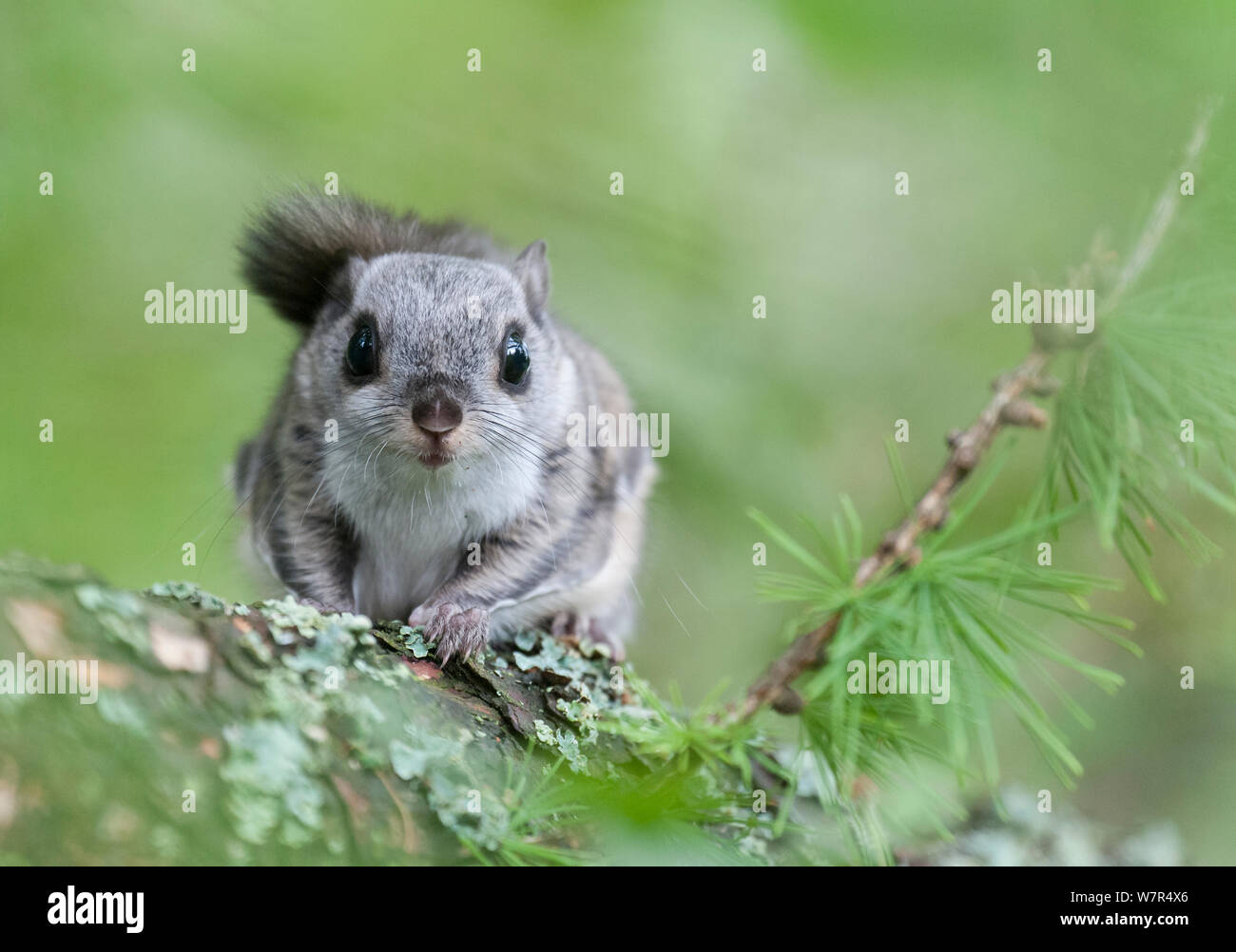 Siberian scoiattolo battenti (Pteromys volans) ritratto, Finlandia, possono Foto Stock