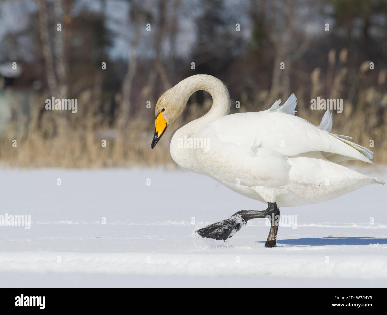 Whooper Swan (Cygnus cygnus) adulto su un lago ghiacciato, Finlandia, Aprile Foto Stock