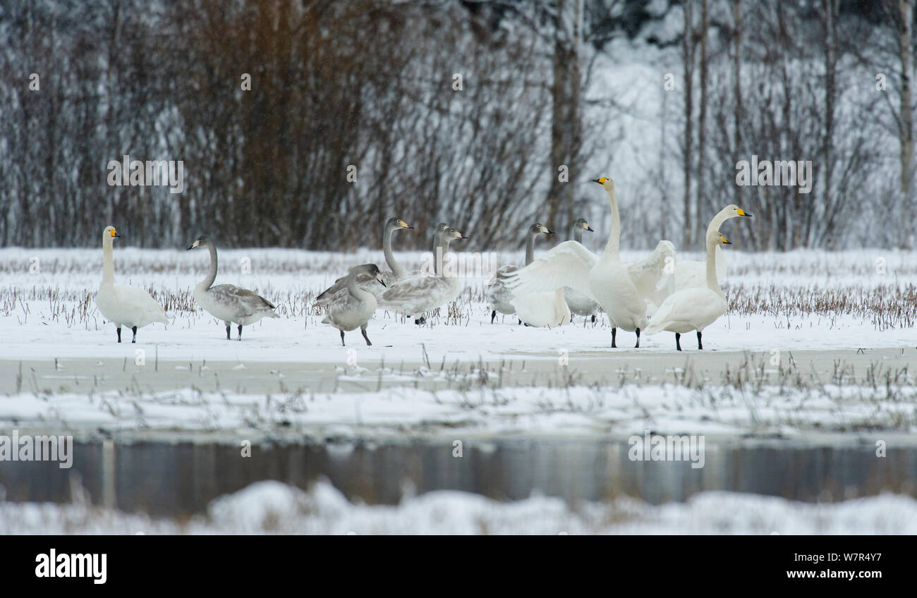 Whooper Swan (Cygnus cygnus) adulti e ragazzi sul bordo di un lago ghiacciato, Finlandia, Gennaio Foto Stock