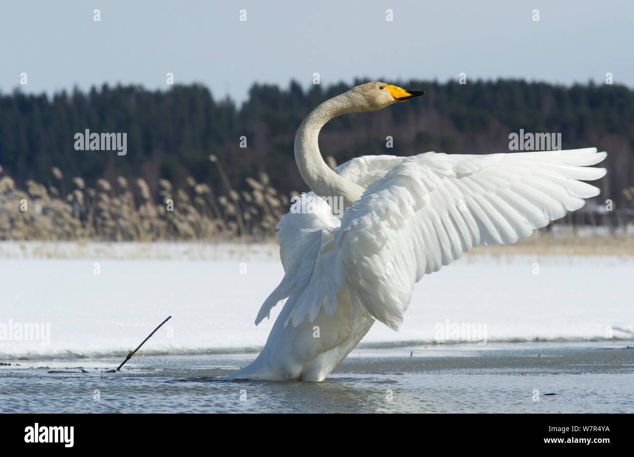 Whooper Swan (Cygnus cygnus) adulto sbattimenti ali, Finlandia, Aprile Foto Stock