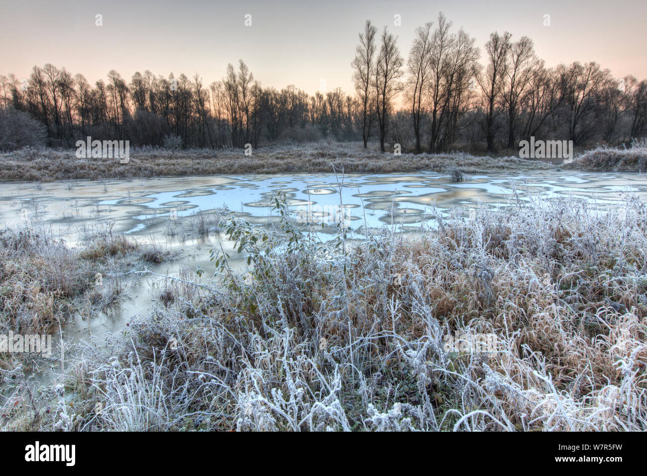 Zona umida ghiacciato in autunno, Millingerwaard, Paesi Bassi, Novembre Foto Stock