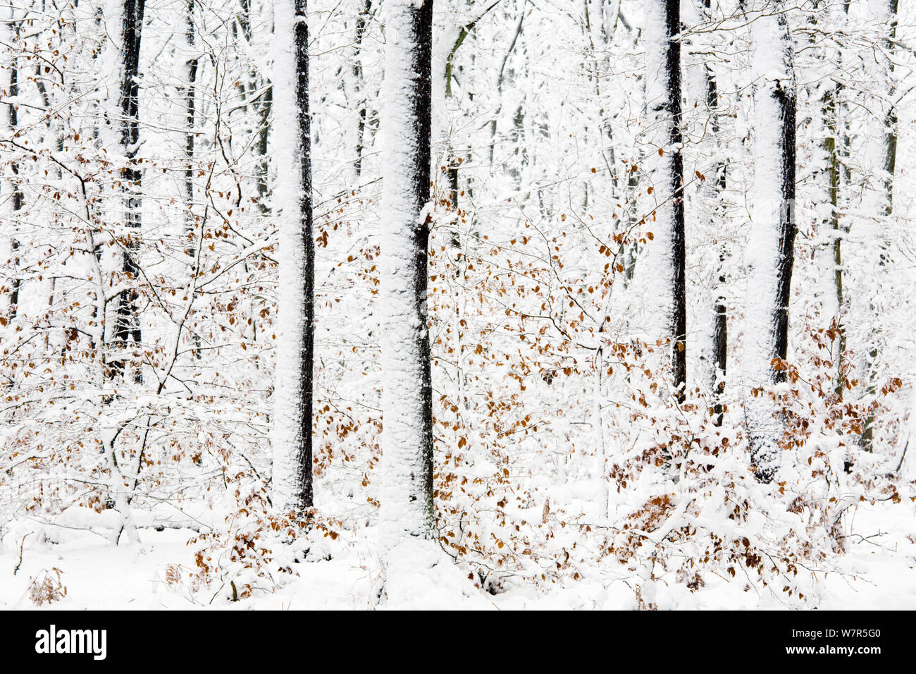 Alberi di faggio (Fagus sp) dopo una forte tempesta di neve, Rozendaalse bos, Paesi Bassi, Novembre Foto Stock