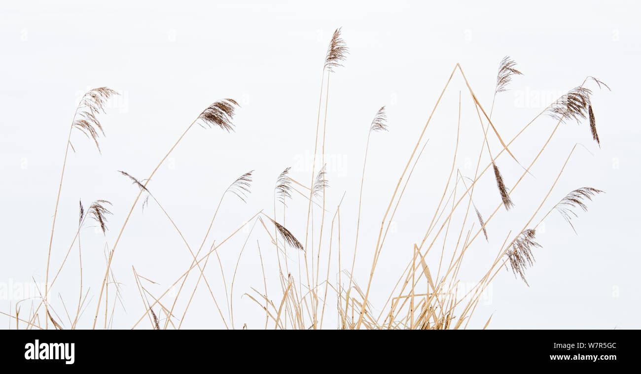 Reed con neve in background, Millingerwaard, Paesi Bassi, gennaio Foto Stock