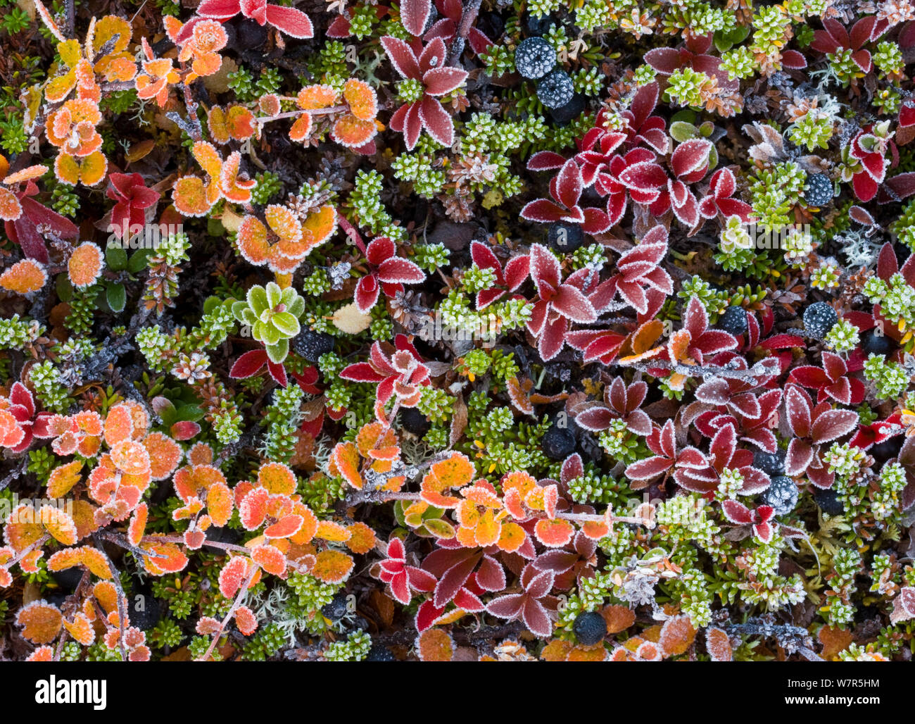 Tundra vegetazione in autunno colori coperto di brina, vicino Kaitumjaure, Laponia, Svezia, Settembre Foto Stock