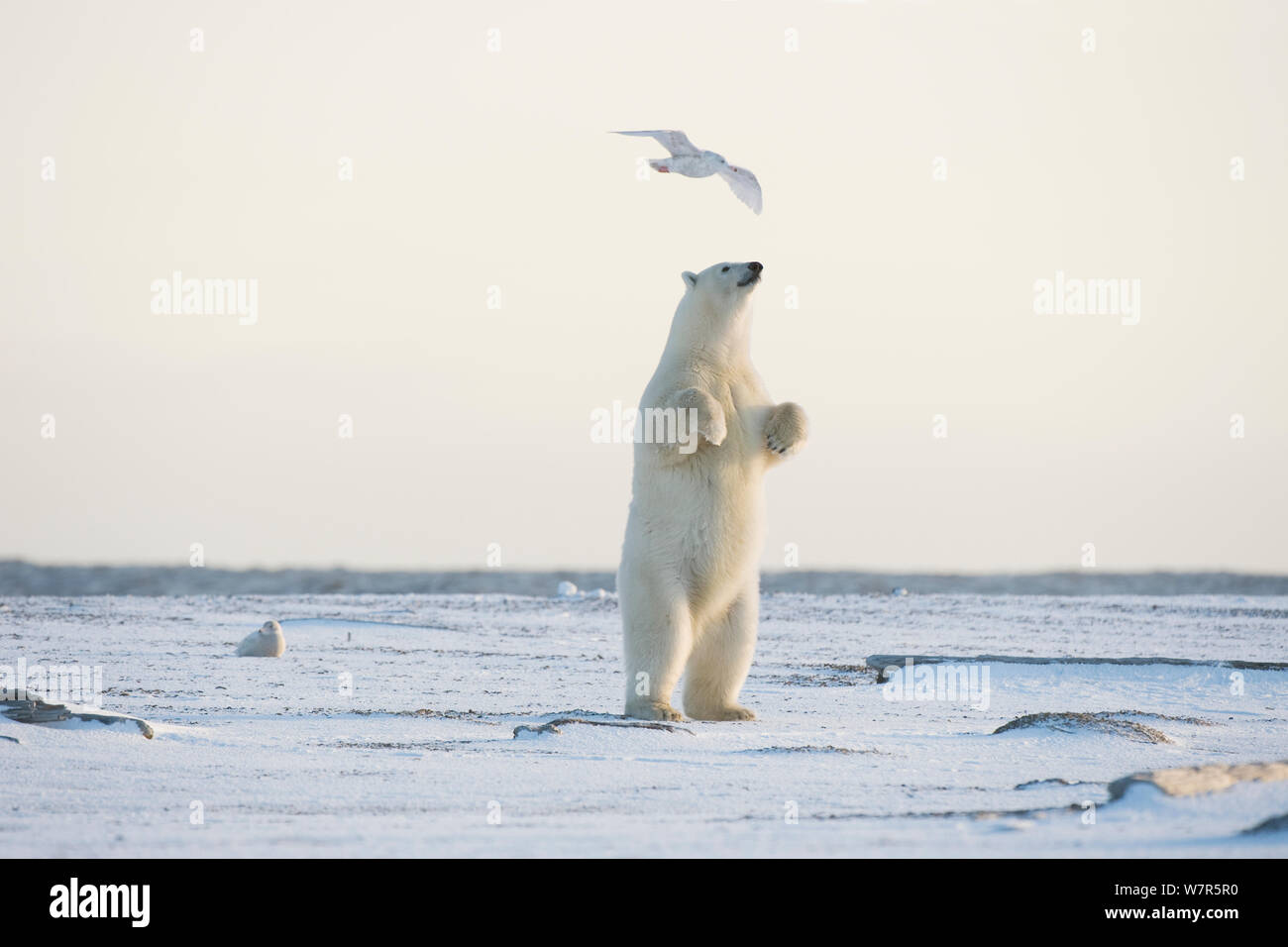 Orso polare (Ursus maritimus) giovani femmine sta per ottenere una vista migliore di ciò che è intorno ad esso, Bernard allo spiedo, 1002 area dell'Arctic National Wildlife Refuge, versante Nord, Alaska. Foto Stock