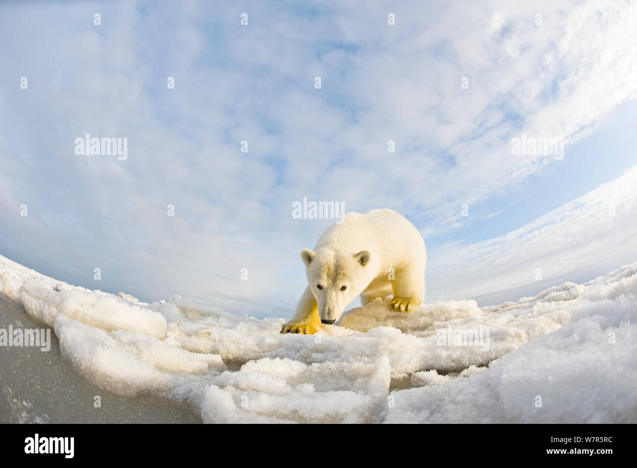 Orso polare (Ursus maritimus) 4-5 anno-vecchio avvicinando la fotocamera curiosamente, sul pack ice off il 1002 area dell'Arctic National Wildlife Refuge, il versante nord del Brooks Range, Alaska, Beaufort Sea, autunno Foto Stock