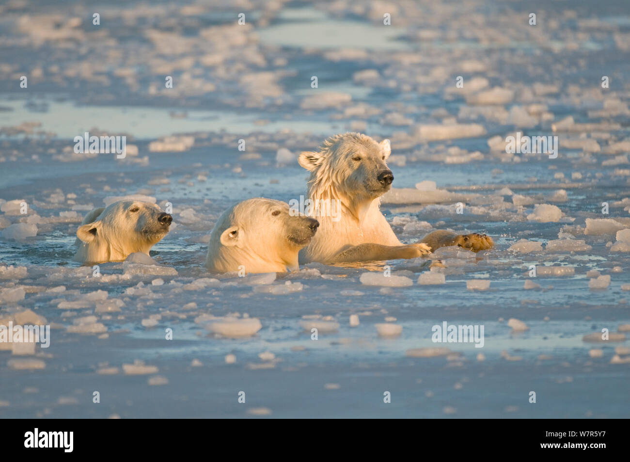 Orso polare (Ursus maritimus) famiglia nuotare attraverso viscido nuovi pack di formazione di ghiaccio durante l'autunno congelarsi, Beaufort Sea, spegnere il 1002 area dell'Arctic National Wildlife Refuge, versante Nord, Alaska Foto Stock